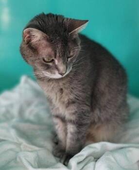 Andie -  Tabby Cat for Adoption in Oakland Park, Florida - Andie | PetCurious