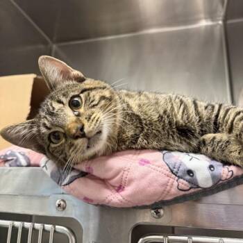 Rocky -  Domestic Short Hair Cat for Adoption in Des Moines, Iowa - Rocky | PetCurious