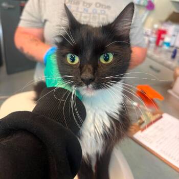 Beautician -  Domestic Medium Hair Cat for Adoption in Huntington, West Virginia - Beautician | PetCurious