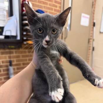 Dorian -  Domestic Short Hair Cat for Adoption in Birmingham, Alabama - Dorian | PetCurious
