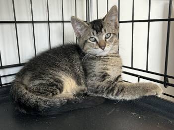 Luke -  Domestic Short Hair Cat for Adoption in Darien, Connecticut - Luke | PetCurious