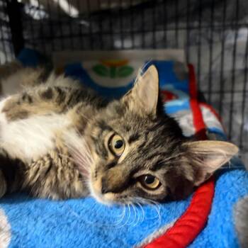 Pansey -  Domestic Medium Hair Cat for Adoption in Waldorf, Maryland - Pansey | PetCurious