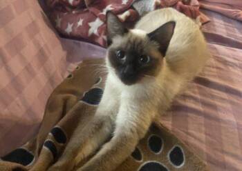 Sweet Pea -  Siamese and Domestic Short Hair Cat for Adoption in Calgary, Alberta - Sweet Pea | PetCurious