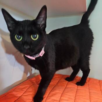 Domestic Short Hair Cats Available for Adoption in Jefferson City, Tennessee - Iris | PetCurious
