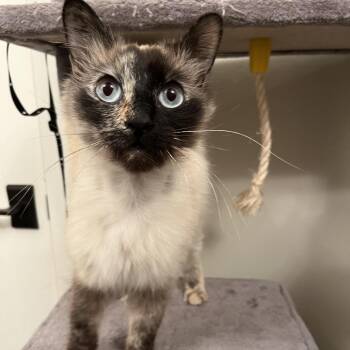 Domestic Medium Hair Cats Available for Adoption - Minerva | PetCurious
