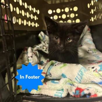 Rescue Domestic Short Hair Cats for Adoption in Indianapolis, Indiana - ALZALI | PetCurious