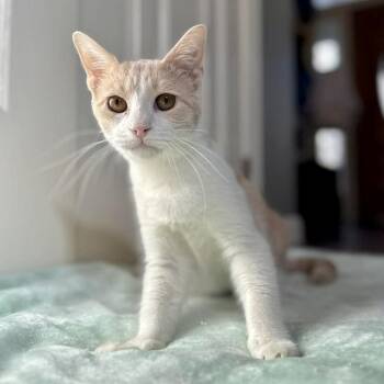 Domestic Short Hair Cats Available for Adoption - Roscoe | PetCurious