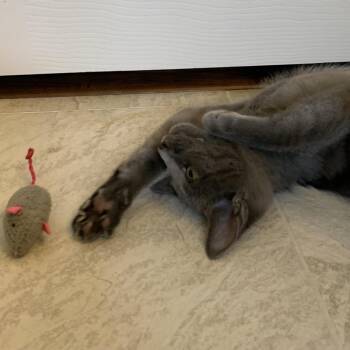 Poakie -  Russian Blue Cat for Adoption in League City, Texas - Poakie | PetCurious