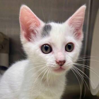Lantern Shark -  Domestic Short Hair Cat for Adoption in Walnut Creek, California - Lantern Shark | PetCurious