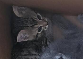 CAFE -  Domestic Medium Hair Cat for Adoption in Dallas, Texas - CAFE | PetCurious