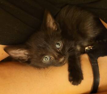 KRINGLE -  Domestic Short Hair Cat for Adoption in Albuquerque, New Mexico - KRINGLE | PetCurious