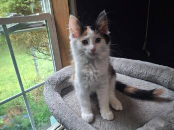 Pursephone -  Domestic Short Hair Cat for Adoption in Coldwater, Michigan - Pursephone | PetCurious