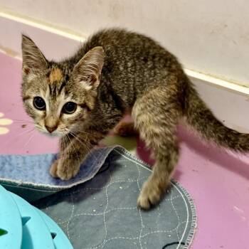 Shimmer -  Domestic Short Hair Cat for Adoption in NEW PT RICHEY, Florida - Shimmer | PetCurious