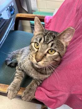 Dude -  Domestic Short Hair and Tabby Cat for Adoption in Greensboro, North Carolina - Dude | PetCurious