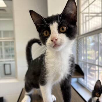 Air Raid Warden -  Domestic Short Hair Cat for Adoption in Carencro, Louisiana - Air Raid Warden | PetCurious