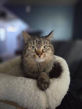 Pikachu -  Tabby Cat for Adoption in Beach Park, Illinois - Pikachu | PetCurious