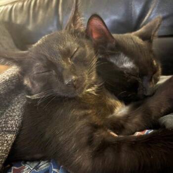 Nimbus -  Domestic Short Hair Cat for Adoption in Tampa, Florida - Nimbus | PetCurious