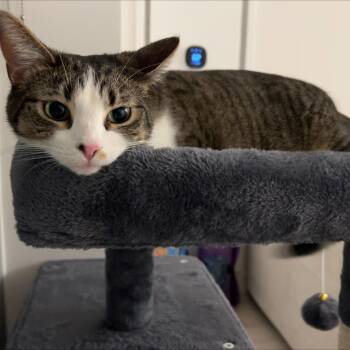 Rescue Domestic Short Hair Cats for Adoption in Chicago, Illinois - Sasha | PetCurious