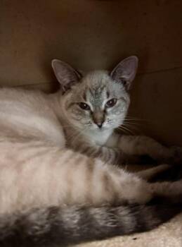 Rescue Domestic Short Hair Cats for Adoption in Athens, Georgia - John Entwistle | PetCurious