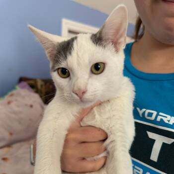 Rescue Domestic Short Hair Cats for Adoption in Wappingers Falls, New York - Winter | PetCurious