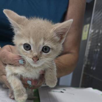 Eskel 26-0308 -  Domestic Short Hair Cat for Adoption in Yanceyville, North Carolina - Eskel 26-0308 | PetCurious