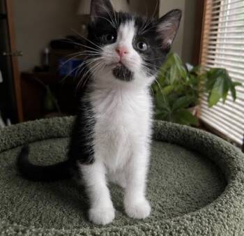 Marty -  Domestic Short Hair Cat for Adoption - Marty | PetCurious
