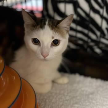 Domestic Short Hair Cats Available for Adoption in Blasdell, New York - Marigold | PetCurious