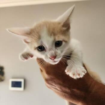 Al -  Domestic Short Hair Cat for Adoption in Centerville, Tennessee - Al | PetCurious