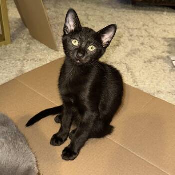 Grease -  Domestic Short Hair Cat for Adoption in Richmond, Virginia - Grease | PetCurious