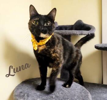 Luna full-of-surprises -  Tortoiseshell and Domestic Short Hair Cat for Adoption in Houston, Texas - Luna Full-of-surprises | PetCurious