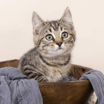 Hefty -  American Shorthair Cat for Adoption in Franklin, Tennessee - Hefty | PetCurious