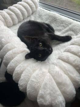 Salazara Slytherin -  Domestic Short Hair Cat for Adoption - Salazara Slytherin | PetCurious