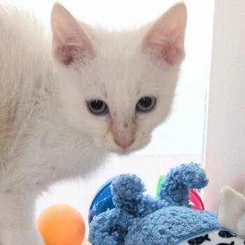 Elmo -  Domestic Short Hair Cat for Adoption in Reno, Nevada - Elmo | PetCurious