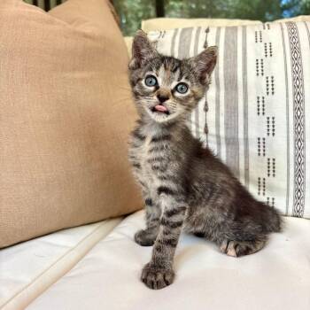 Quail Egg 26 -  Domestic Short Hair Cat for Adoption in Austin, Texas - Quail Egg 26 | PetCurious