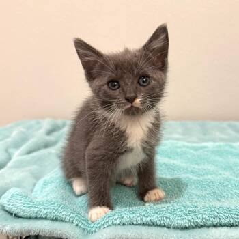 Stroopwafel -  Domestic Short Hair Cat for Adoption in NEW PT RICHEY, Florida - Stroopwafel | PetCurious
