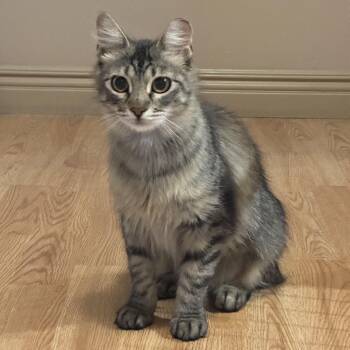 Peanut Bell -  Domestic Long Hair Cat for Adoption in Morrison, Colorado - Peanut Bell | PetCurious