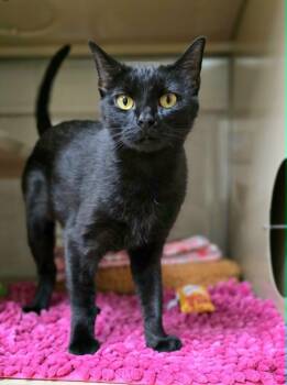 Pixie -  Domestic Short Hair Cat for Adoption in New Castle, Pennsylvania - Pixie | PetCurious