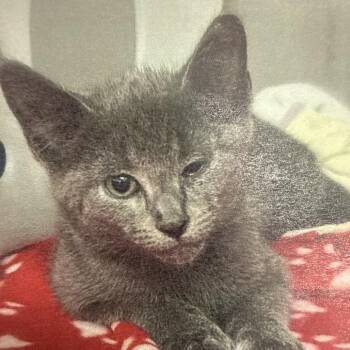 Domestic Short Hair Cats Available for Adoption - Walt | PetCurious