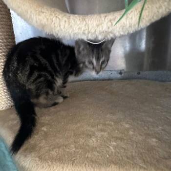 Domestic Short Hair Cats Available for Adoption - Monty | PetCurious