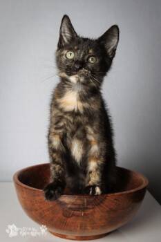 Clove -  Domestic Short Hair Cat for Adoption in Maryville, Tennessee - Clove | PetCurious