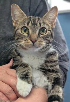 FRITO -  Domestic Short Hair Cat for Adoption in Canfield, Ohio - FRITO | PetCurious