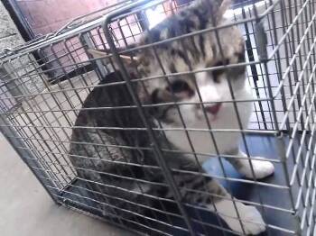 Domestic Short Hair Cats Available for Adoption in Tulsa, Oklahoma - L.A. | PetCurious