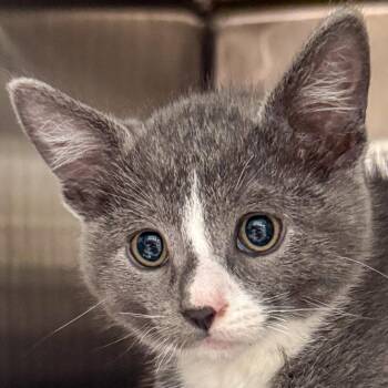 Chippy Dippy Dopey Duck -  Domestic Short Hair Cat for Adoption in Kennebunk, Maine - Chippy Dippy Dopey Duck | PetCurious