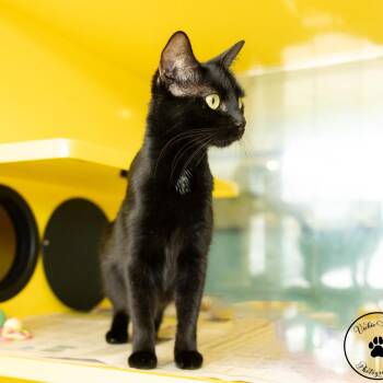 Ursula -  Domestic Short Hair Cat for Adoption in Abilene, Texas - Ursula | PetCurious