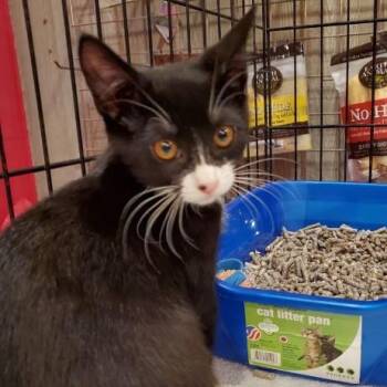 Stormy -  Tuxedo Cat for Adoption in Berkeley Heights, New Jersey - Stormy | PetCurious