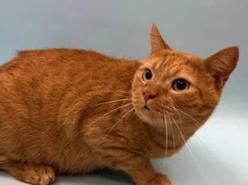 Pumpkin Pie -  Domestic Short Hair Cat for Adoption in Woodbury, Minnesota - Pumpkin Pie | PetCurious