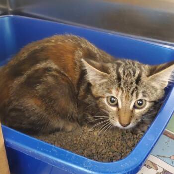 Honey -  Domestic Short Hair Cat for Adoption - Honey | PetCurious