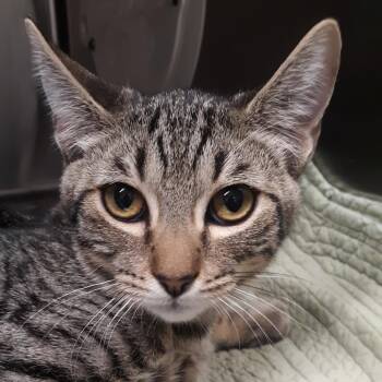 Jack -  Domestic Short Hair Cat for Adoption in Spokane, Washington - Jack | PetCurious