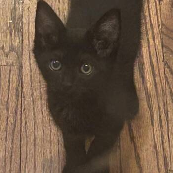 Jackie -  Domestic Short Hair Cat for Adoption in Grantsville, Utah - Jackie | PetCurious