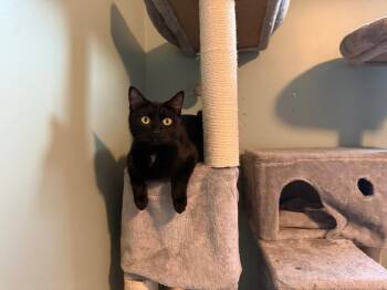 Angelica Schuyler -  Domestic Short Hair Cat for Adoption in Newport, Kentucky - Angelica Schuyler | PetCurious